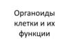 Органоиды клетки и их функции