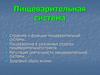 Пищеварительная система. Строение и функции пищеварительной системы. Пищеварение в различных отделах пищеварительного тракта