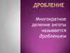 Многократное деление зиготы