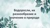 Водоросли, их разнообразие и значение в природе