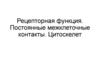 Рецепторная функция. Постоянные межклеточные контакты. Цитоскелет