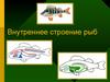 Внутреннее строение рыб
