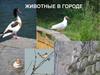 Животные в городе