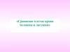 Сравнение клеток крови человека и лягушки  (часть 1)