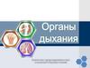 Органы дыхания