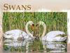Swans