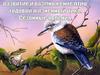 Развитие и размножение птиц. Годовой жизненный цикл. Сезонные явления