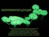 Биолюминесценция. Истории изучения светящихся в темноте живых существ