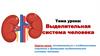 Выделительная система человека