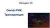 Синтез РНК. Транскрипция