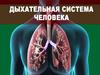 Дыхательная система