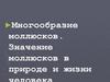 Многообразие моллюсков. Значение моллюсков в природе и жизни