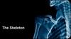 The Skeleton