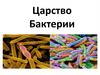 Царство Бактерии. Что такое бактерии?