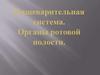 Пищеварительная система. Органы ротовой полости