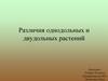 Различия однодольных и двудольных растений
