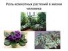 Роль комнатных растений в жизни человека