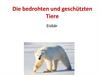 Die bedrohten und geschützten Tiere. Eisbär