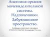 Анатомия органов мочевыделительной системы