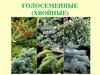 Голосеменные (Хвойные)
