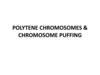Polytene chromosomes & chromosome puffing