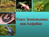 Класс Земноводные, или Амфибии