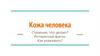Кожа человека. Строение