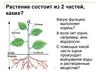 Какую функцию выполняет корень?