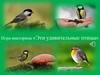 Игра-викторина: «Эти удивительные птицы»
