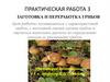 Заготовка и переработка грибов. Практическая работа №3