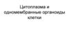 Цитоплазма и одномембранные органоиды клетки
