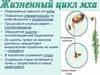 Жизненный цикл мха (6 класс)