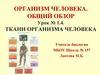 Организм человека. Общий обзор. Урок № 1.4. Ткани организма человека