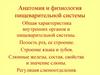 Анатомия и физиология пищеварительной системы