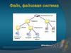 Файл, файловая система. Программное обеспечение компьютера