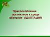 Адаптация - приспособления организмов к среде обитания