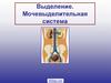 Выделение. Мочевыделительная система