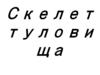 Скелет туловища. Позвоночный столб