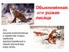 Обыкновенная, или рыжая лисица