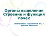 Органы выделения. Строение и функция почек