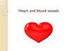 Heart and blood vessels