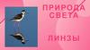 Природа света. Линзы