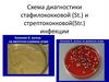 Схема диагностики стафилококковой (St.) и стрептококковой(Str.) инфекции