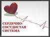 Сердечно-сосудистая система