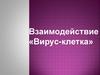 Взаимодействие «Вирус-клетка»