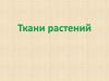 Ткани растений