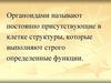 Органоидами называют постоянно присутствующие в клетке структуры, которые выполняют строго определенные функции
