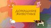 Домашние животные