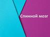 Спинной мозг