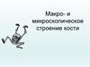Макро- и микроскопическое строение кости. Опорно- двигательный аппарат